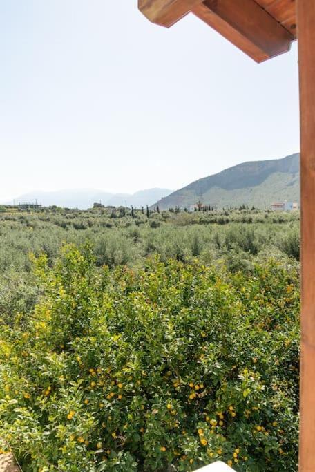 Olive Near The Apartment Gazi