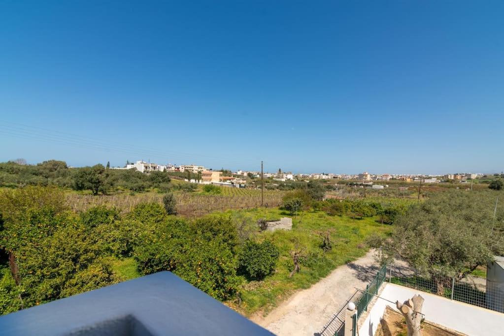 Olive Near The Gazi