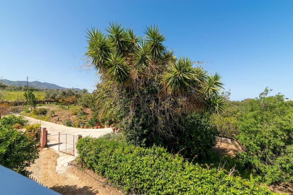 Olive Near The * Gazi